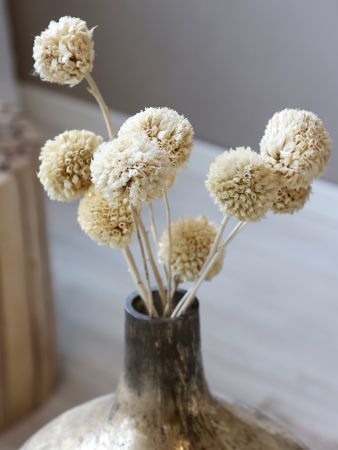 Getrocknete Blumen - Craspedia
