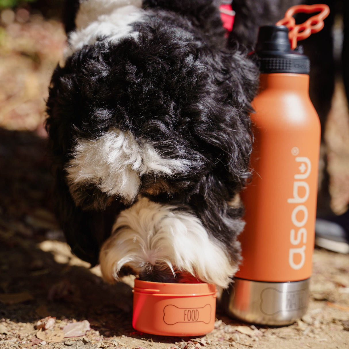 ASOBU Buddy – 3-in-1 Trinkflasche für dich & deinen Hund