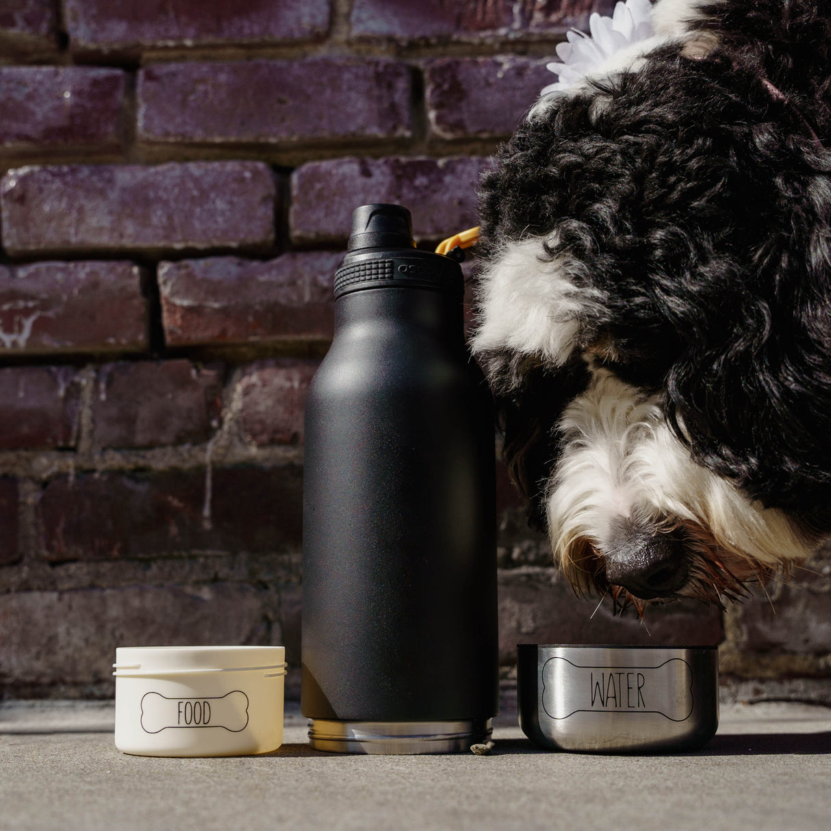 ASOBU Buddy – 3-in-1 Trinkflasche für dich & deinen Hund