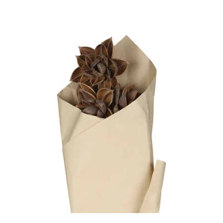 Getrocknete Blumen - Dahlien Mokka