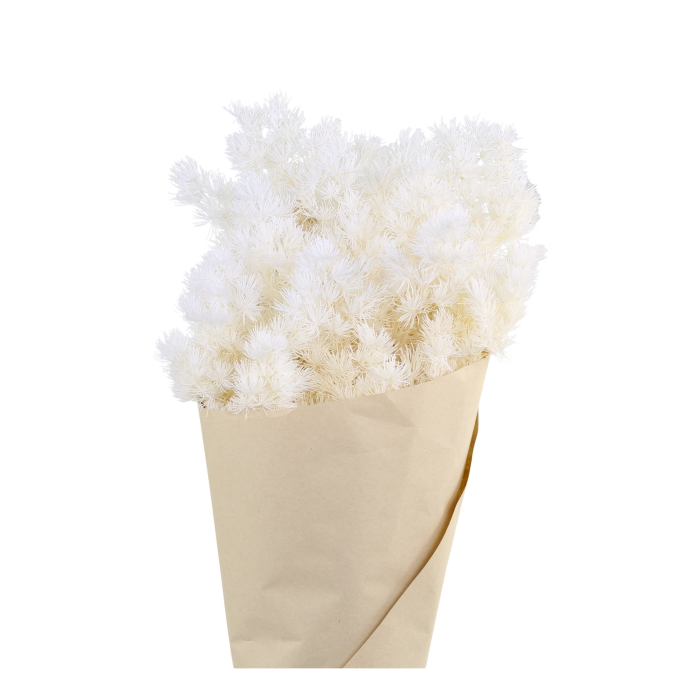 Getrocknete Blumen - Schleierspargel