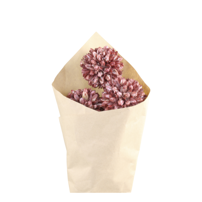 Getrocknete Blumen - Schneeball Blumen - Taupe