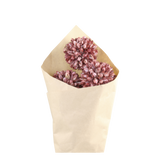 Getrocknete Blumen - Schneeball Blumen - Taupe